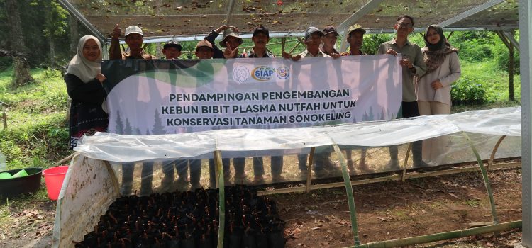 Pendampingan Pengembangan Kebun Bibit Plasma Nutfah untuk Konservasi Tanaman Sonokeling